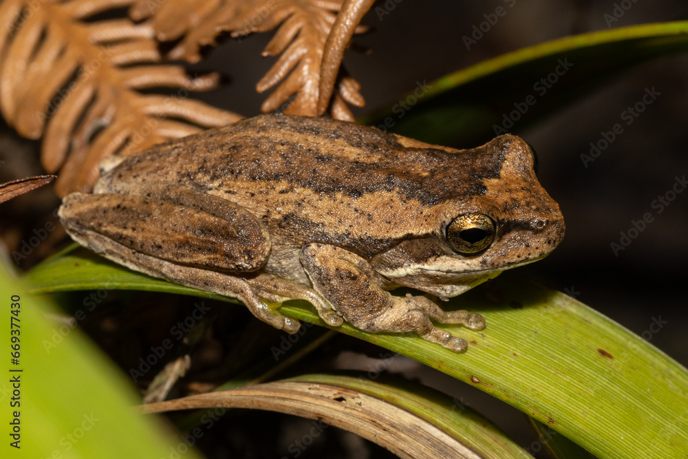 Obraz premium Australian Jervis Bay Tree frog resting on green leaf