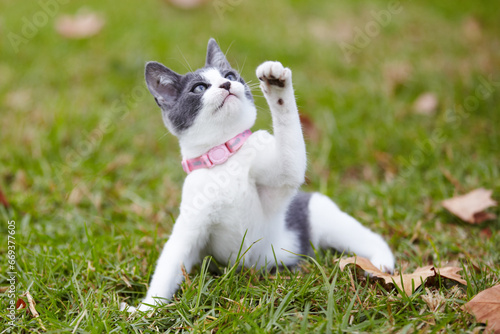 Nature, pet and cat playing in grass at an outdoor garden or park with pink collar and leaves. Cute, adorable and small kitten feline animal or pet having fun in sunlight on a field in countryside.