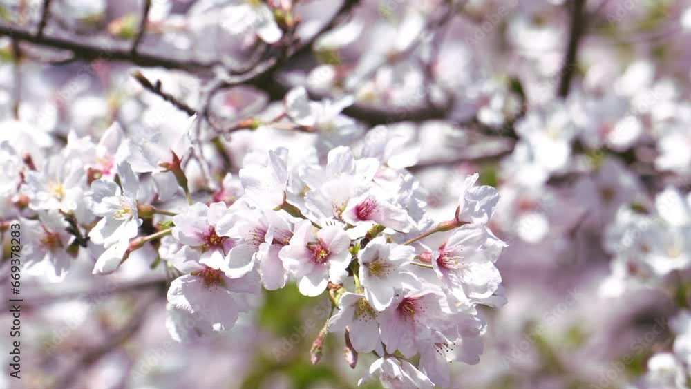 A close-up shot of Sakura flowers during windy day in Japan A close-up shot of Sakura flowers during windy day in Japan