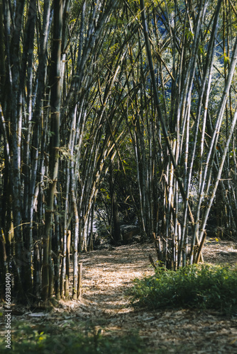 path in a baboo forest photo