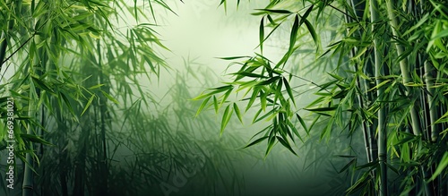 Bamboo trees background © paisorn