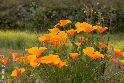 Vibrant Wildflowers: Field of California Poppies