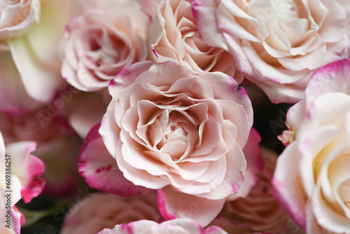 pink rose bouquet 