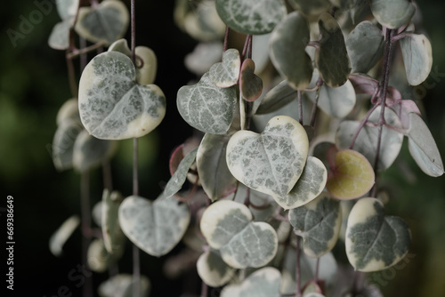 Variegated String of Hearts plant 