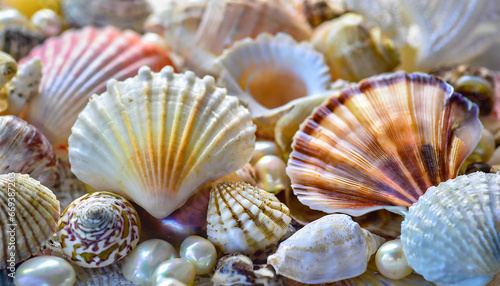 Seashell and oyster pearl background. Large collection of beautiful exotic and tropical shells, natural nature design.