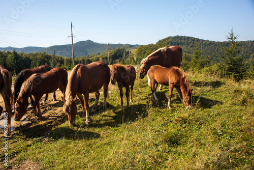 horses in the mountains © Bohdan