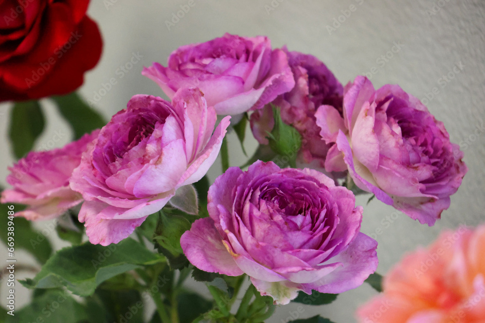 purple roses bouquet purple roses bouquet