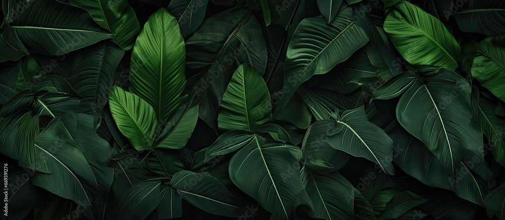 Dark green tropical leaf group background panoramic background - obrazy, fototapety, plakaty 