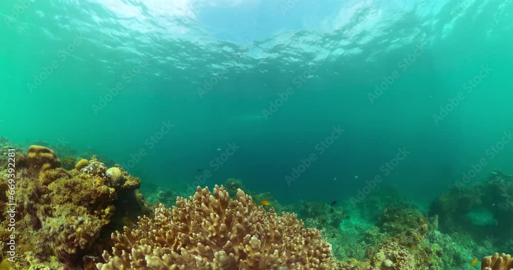 Underwater life in the ocean with coral reef and colorful fishes. Underwater life in the ocean with coral reef and colorful fishes.