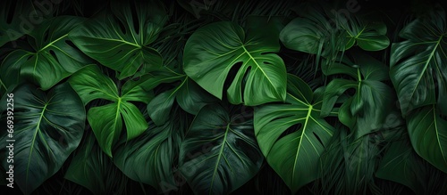 Dark green tropical leaf group background panoramic background