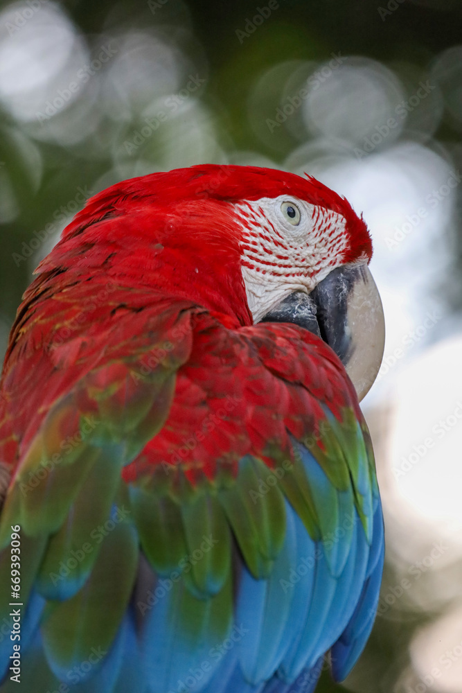 Fototapeta premium Close up head the red macaw parrot bird