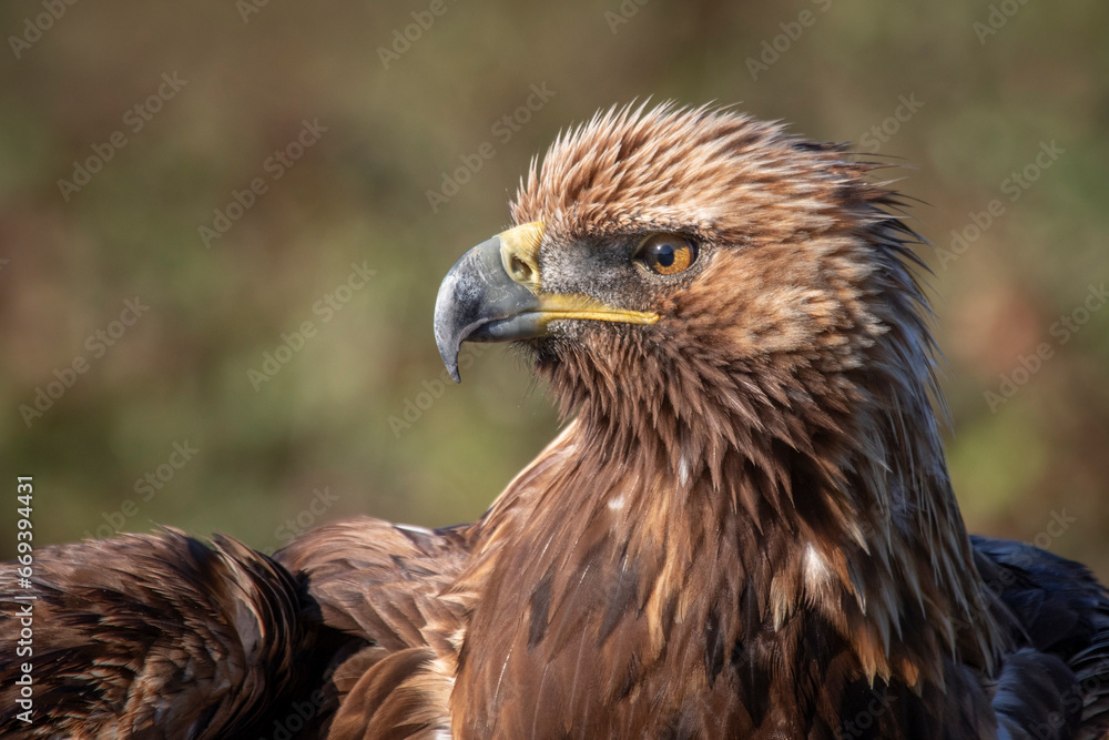 A close up profile portrait of a golden eagle. It is facing to the left and shows the head of the bird with space for text around it. A close up profile portrait of a golden eagle. It is facing to the left and shows the head of the bird with space for text around it.