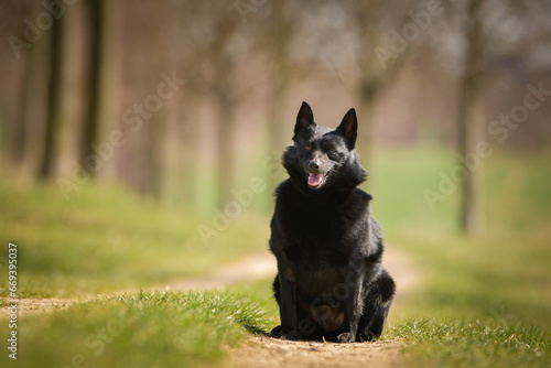 Young female of schipperke is sitting in grass. She has so nice face. She is so patient model. 