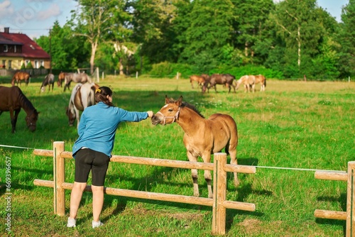 Woman Bonds with Brown Horse in Animal Therapy. Tranquil Connection. Rehabilitation and Friendship with a Brown Horse photo