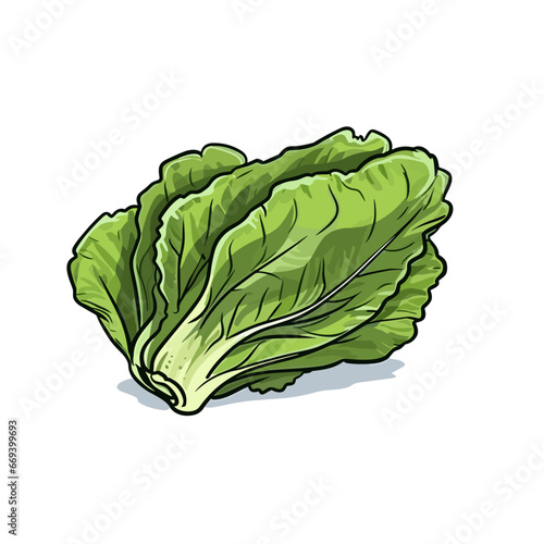 Lettuce hand-drawn illustration. Lettuce. Vector doodle style cartoon illustration