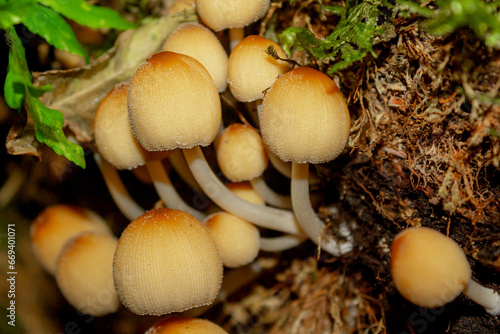 mushrooms in the forest Coprinellus micaceus