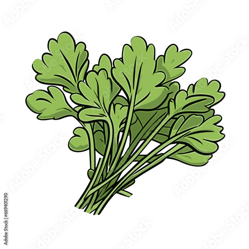 arugula hand-drawn illustration. arugula. Vector doodle style cartoon illustration