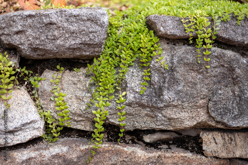 바위틈에 자라난 덩굴식물 photo