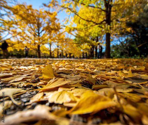 autumn in the park