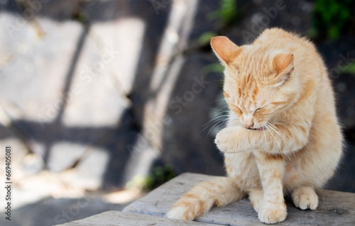 cat in the garden