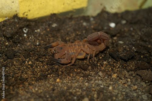 Closeup on Babycurus jacksoni scorpion, a species with a double sting from Tanzania