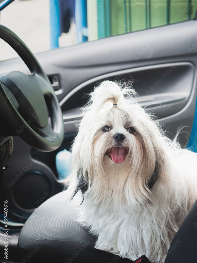 Travel dog concept. Shih Tzu furry in car. Travel dog concept. Shih Tzu furry in car.