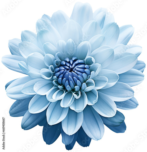 colorful chrysanthemum flower cutout without background #669408667