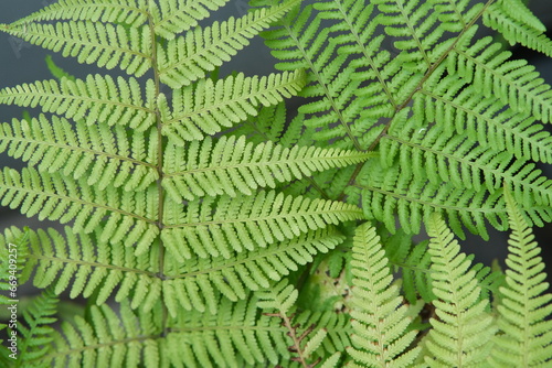 Adiantum Pedatum Imbricatum green leaves background. Maidenhair fern
 photo