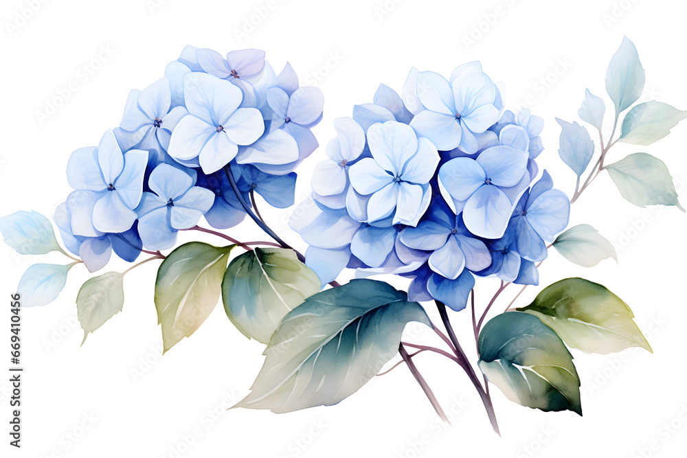 Delicate hydrangea flowers, branches and leaves, watercolor. Botanical design for wedding invitations, wallpapers, fashion, prints,
greeting cards in watercolor style