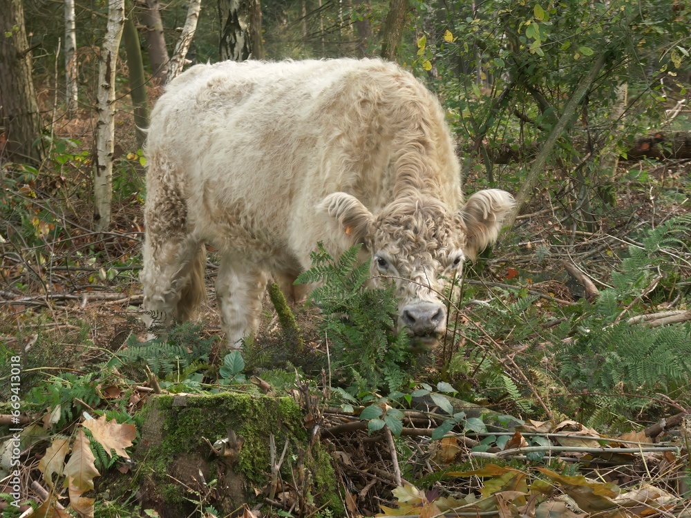 Closeup on a cute furry white Galloway cow in a European nature reserve Closeup on a cute furry white Galloway cow in a European nature reserve