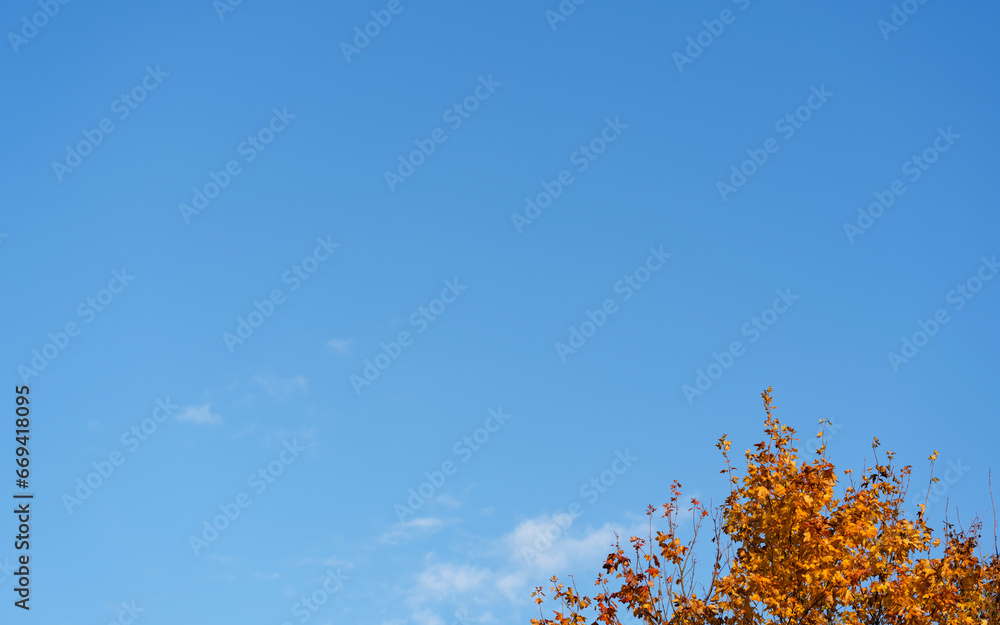 Blue Sky with Fluffy Clouds over Autumn Forest Tree. Horizon Beauty Autumn Landscape of forest with clear sky  in environment public park