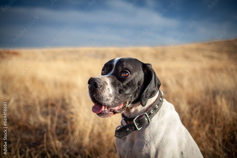 An English pointer gundog portrait in the hunting field. A black had a pointer dog with a blurry background. An English pointer gundog portrait in the hunting field. A black had a pointer dog with a blurry background.