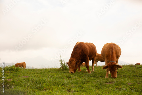 Great and amazing cattle raze of thenorth italian mountains photo