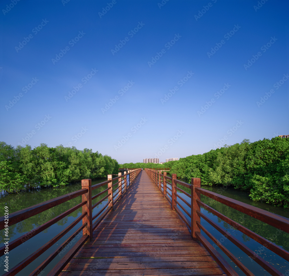 Guangdong maoming Shuidong bay mangrove plank road Guangdong maoming Shuidong bay mangrove plank road