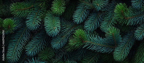 Texture of Christmas tree branches on a natural