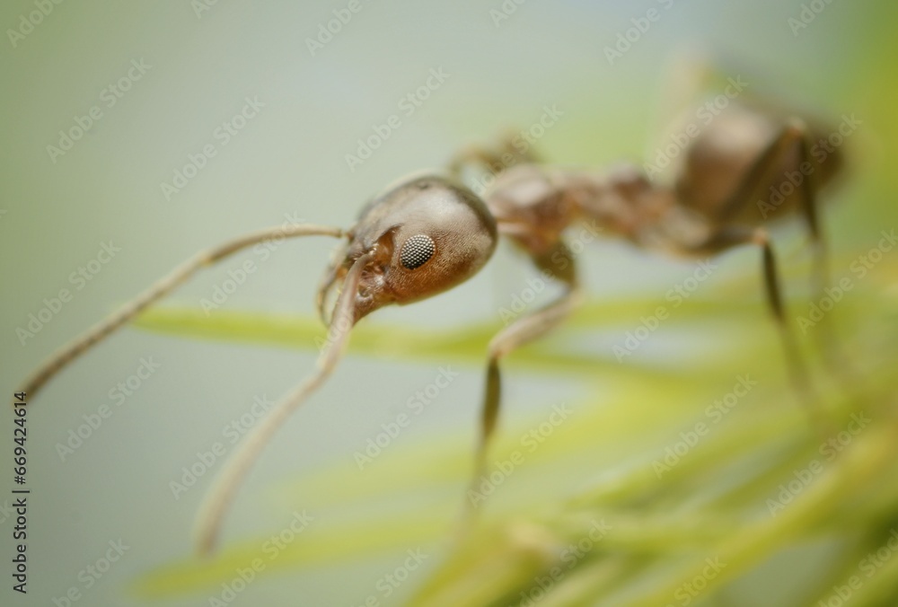 Macro photography of an Ant looking for food in a small plant in a green and yellow background Macro photography of an Ant looking for food in a small plant in a green and yellow background