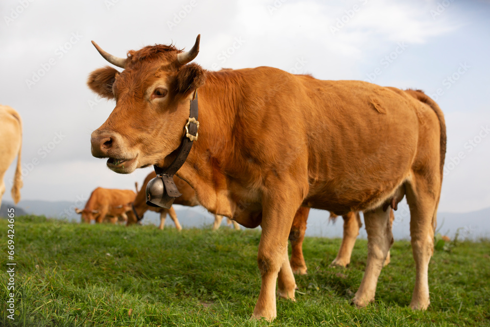 Great and amazing cattle raze of thenorth italian mountains Great and amazing cattle raze of thenorth italian mountains