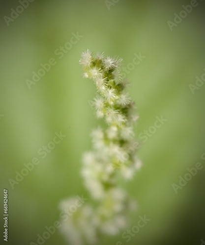 Macro photography of a small Cactus flower on a grenn background