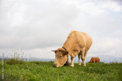 Great and amazing cattle raze of thenorth italian mountains photo