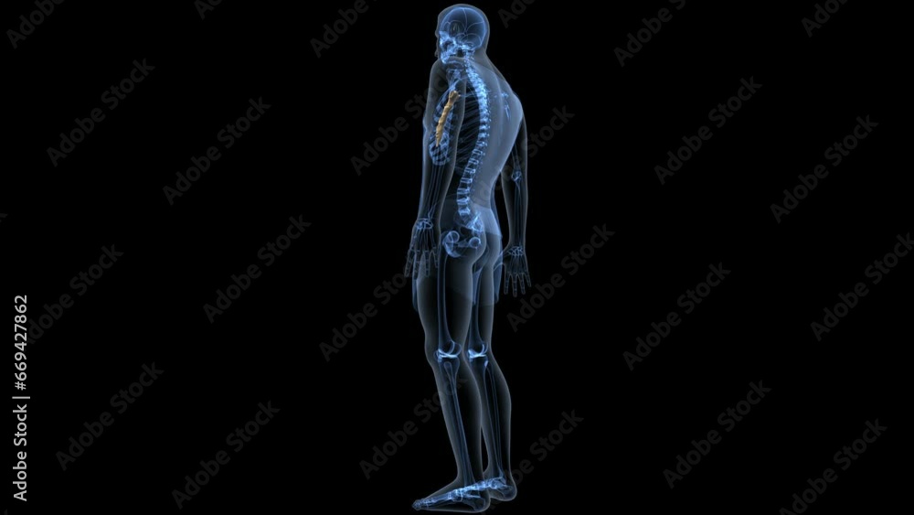 human skeleton femur,tibia,fibula,sacrum and spine,vertebrae anatomy. 3d illustration human skeleton femur,tibia,fibula,sacrum and spine,vertebrae anatomy. 3d illustration