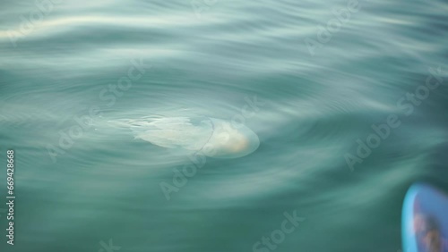 Big jellyfish in the Sea, Rhizostoma pulmo, Rhizostomatidae, floating in the water. Clear azure water surface with sun glare. Abstract nautical nature, slow motion photo