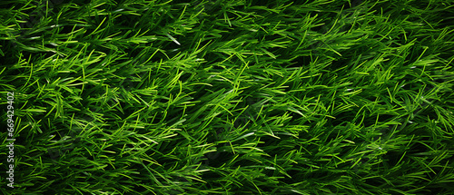 Green Closeup Grass Texture Background