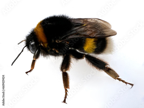 Bumblebee, Lavendula angustifolia © Ruckszio