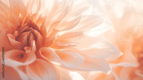 Dahlia flower background closeup with soft focus and sunlight