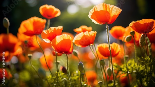 Poppy spring flowers in the garden with sunlight, blurred nature background