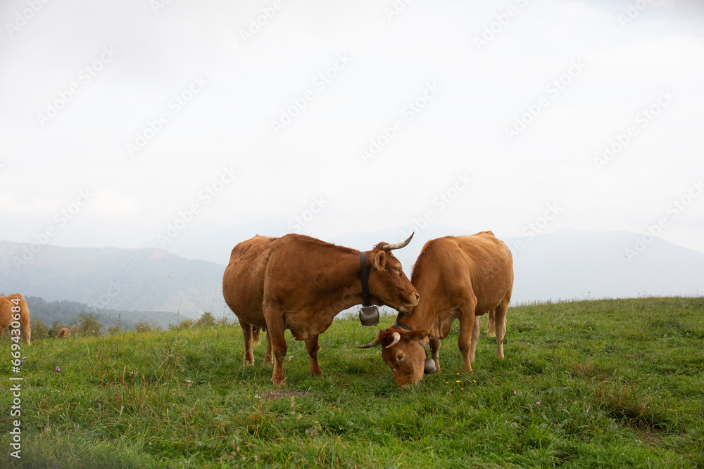 Great and amazing cattle raze of thenorth italian mountains Great and amazing cattle raze of thenorth italian mountains