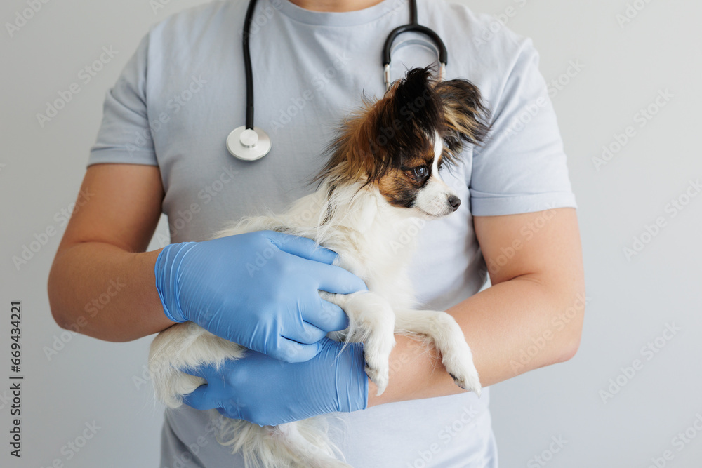 Vet in work uniform holding a papillon dog in his arms Vet in work uniform holding a papillon dog in his arms
