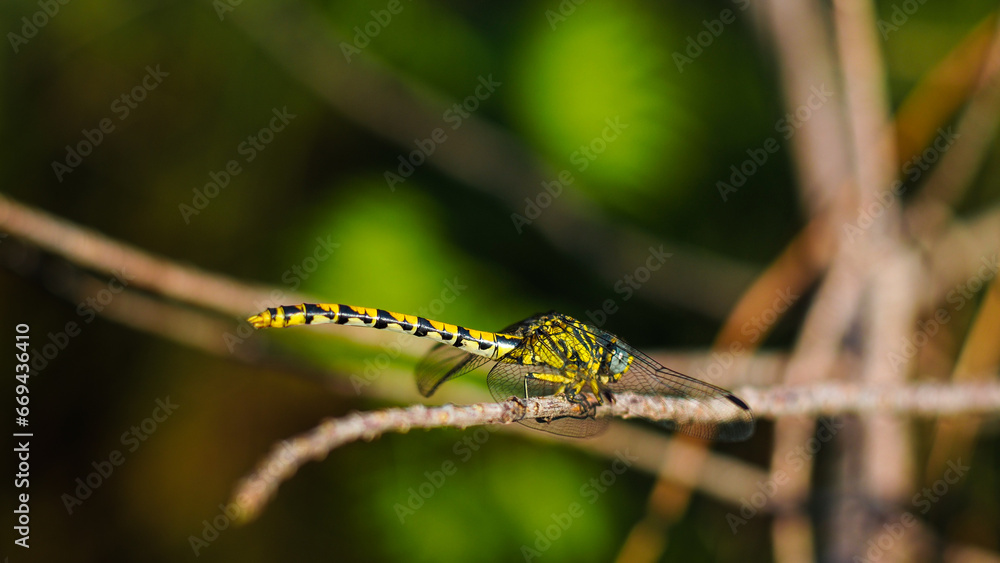 Macro d'une libellule, dans la forêt des Landes de Gascogne Macro d'une libellule, dans la forêt des Landes de Gascogne