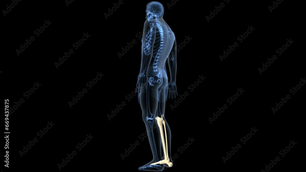 human skeleton femur,tibia,fibula,sacrum and spine,vertebrae anatomy. 3d illustration human skeleton femur,tibia,fibula,sacrum and spine,vertebrae anatomy. 3d illustration