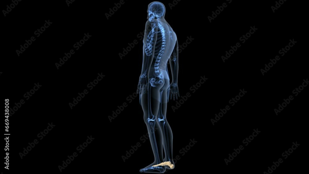 human skeleton femur,tibia,fibula,sacrum and spine,vertebrae anatomy. 3d illustration human skeleton femur,tibia,fibula,sacrum and spine,vertebrae anatomy. 3d illustration